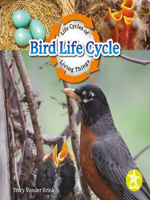 cover image of Bird Life Cycle